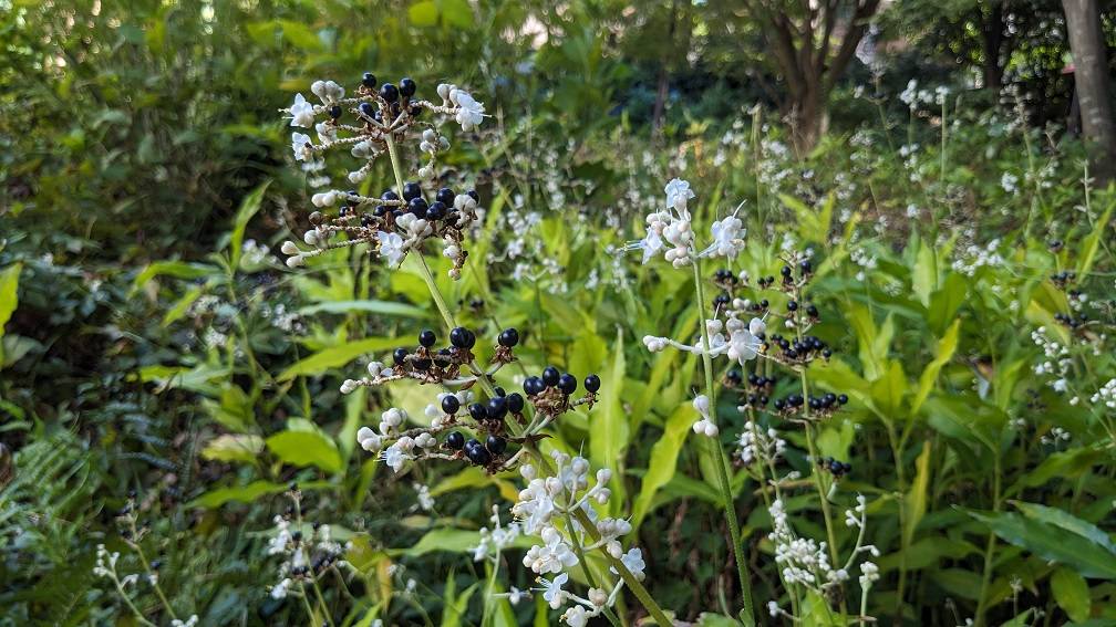 山野草エリアの様子ですの写真