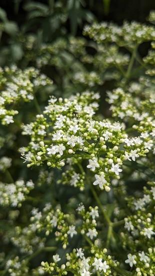 オトコエシが咲いています