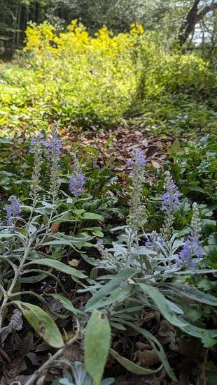 トウテイランが咲いています