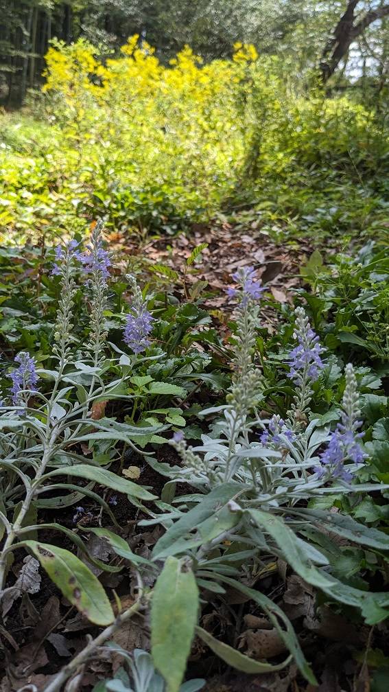 トウテイランが咲いていますの写真