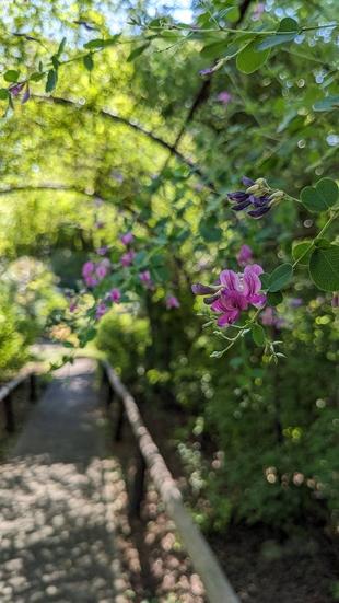 ハギの花が咲いています