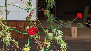 ルコウソウが咲いています