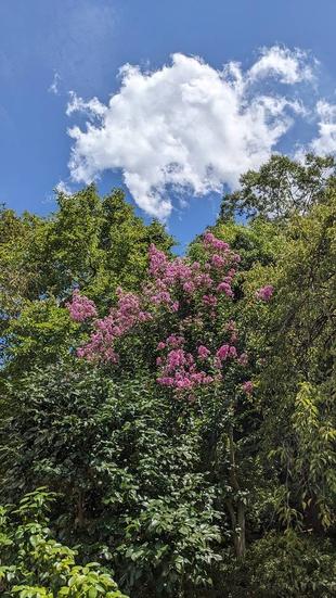 薄紫のサルスベリが咲いています