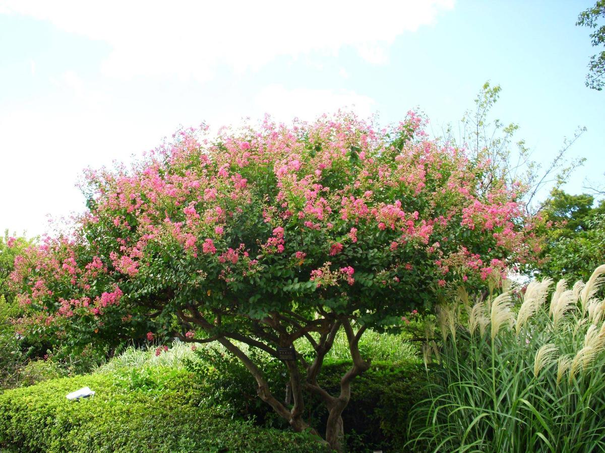 サルスベリ（百日紅）|二次元コード花木図鑑|馬場花木園公式サイト