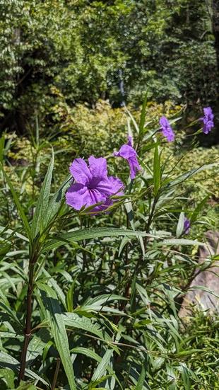 ルエリアが咲いています