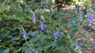 カリガネソウが咲いています