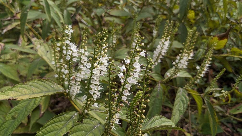 シモバシラが咲いていますの写真