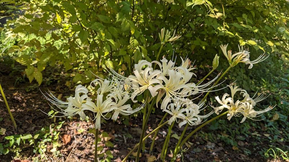 ヒガンバナが咲き始めていますの写真