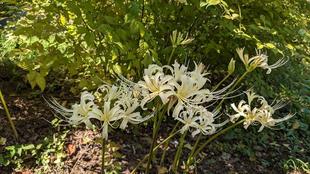 ヒガンバナが咲き始めています