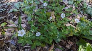 ゲンノショウコが咲いています