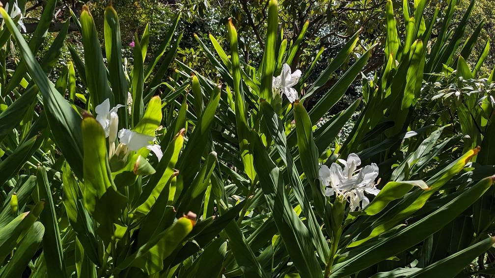 ジンジャーの花が咲いていますの写真