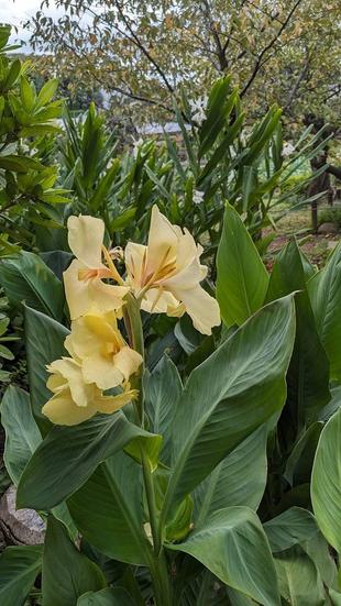 カンナがきれいに咲いています