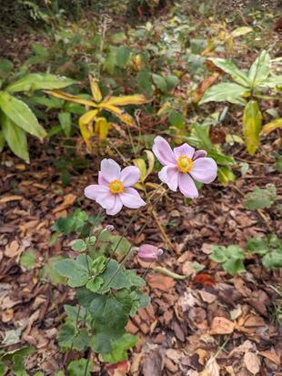 シュウメイギクが咲いています