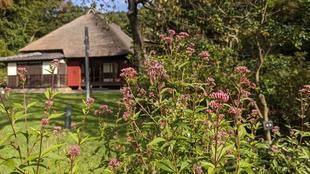 フジバカマが咲いています