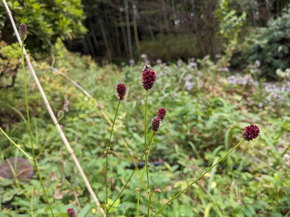 ワレモコウが色づいていますの写真