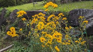 ヤナギバヒマワリが咲いています