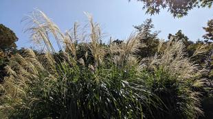 ススキが見頃になっています