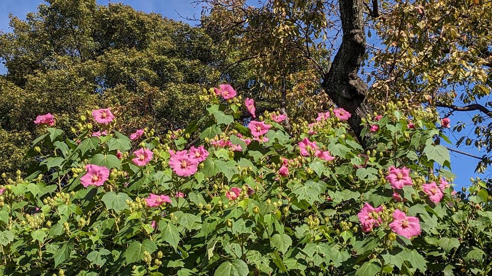 フヨウが咲いていますの写真