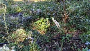 サラシナショウマが咲いています