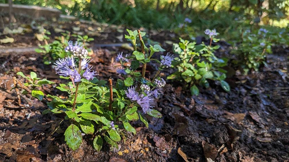 ダンギクが咲いていますの写真