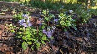 ダンギクが咲いています