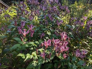 ホトトギスが咲いています