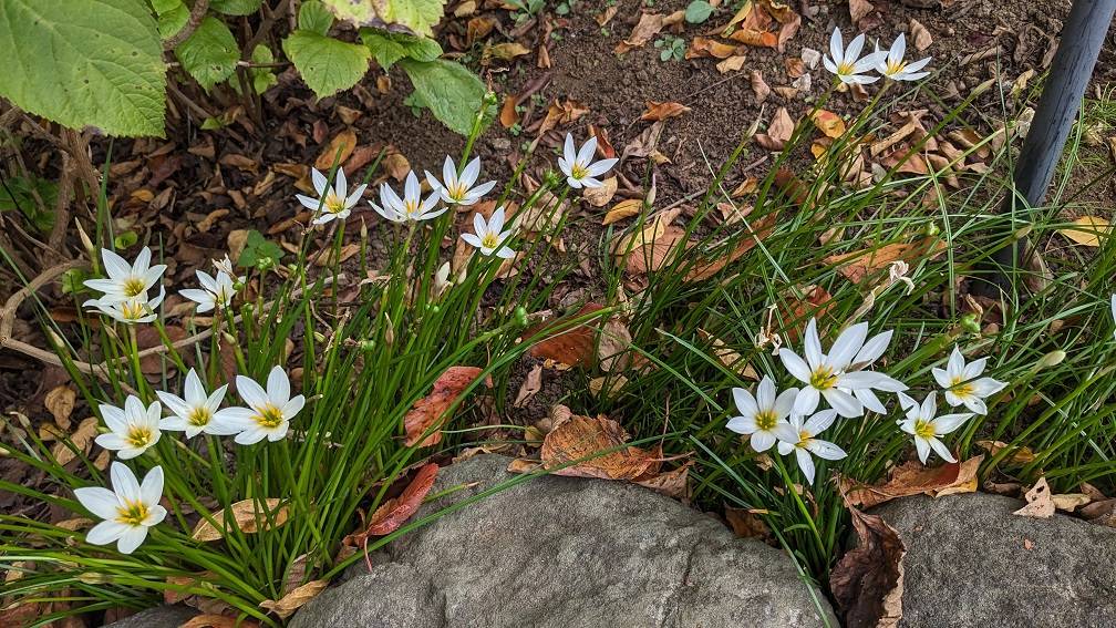 タマスダレが咲いていますの写真