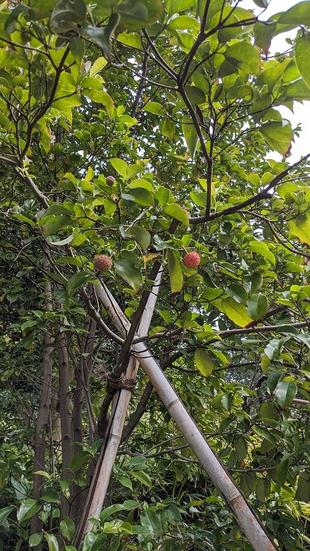 ヤマボウシの実がついています