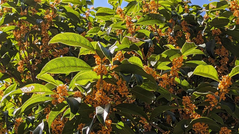 キンモクセイの香りが漂っていますの写真