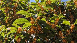 キンモクセイの香りが漂っています