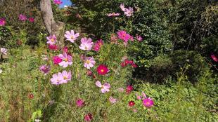 コスモスが咲いています