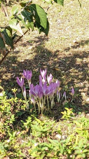イヌサフランが咲いています