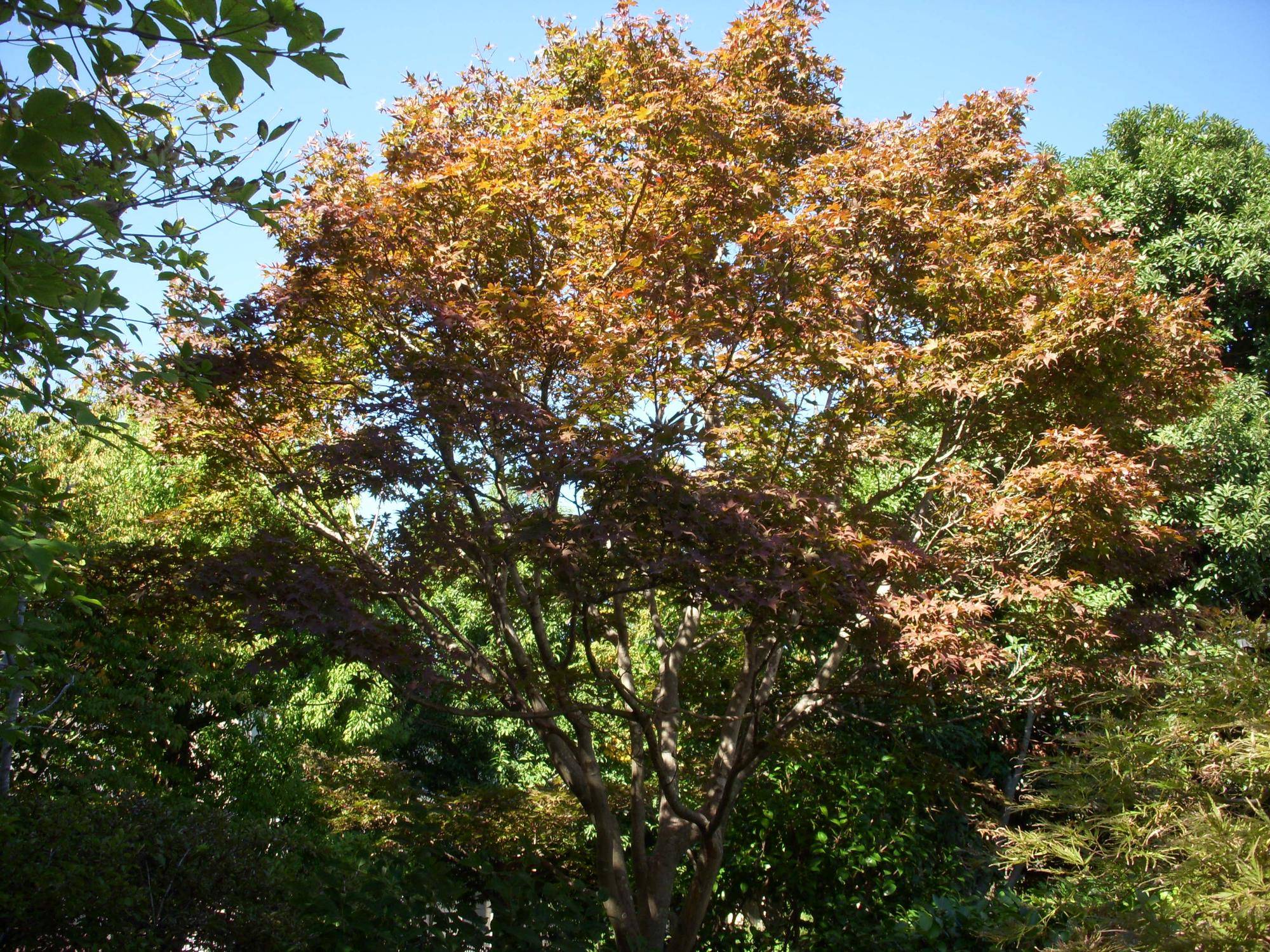 ノムラカエデ（野村楓）の写真