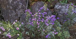 クジャクアスターが咲いています