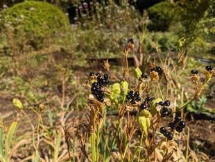 ぬばたまが見られます