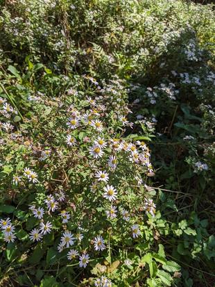 ヨメナが咲いています