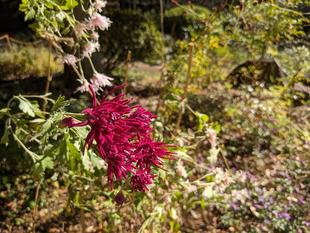 サガギクが咲いています