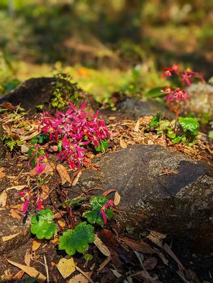 ダイモンジソウが咲いています