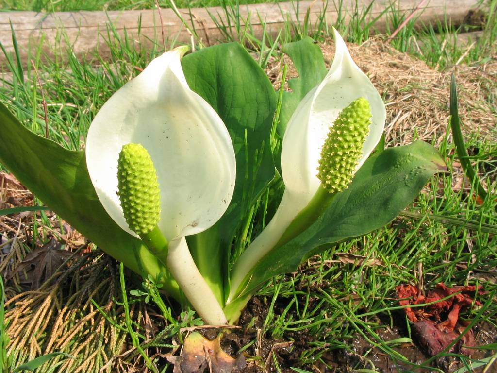 ミズバショウ（水芭蕉）の写真
