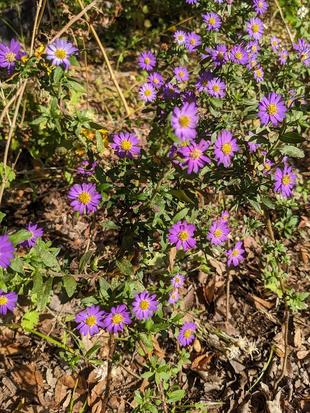 コンギクが咲いています