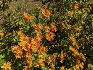 小菊が咲いています