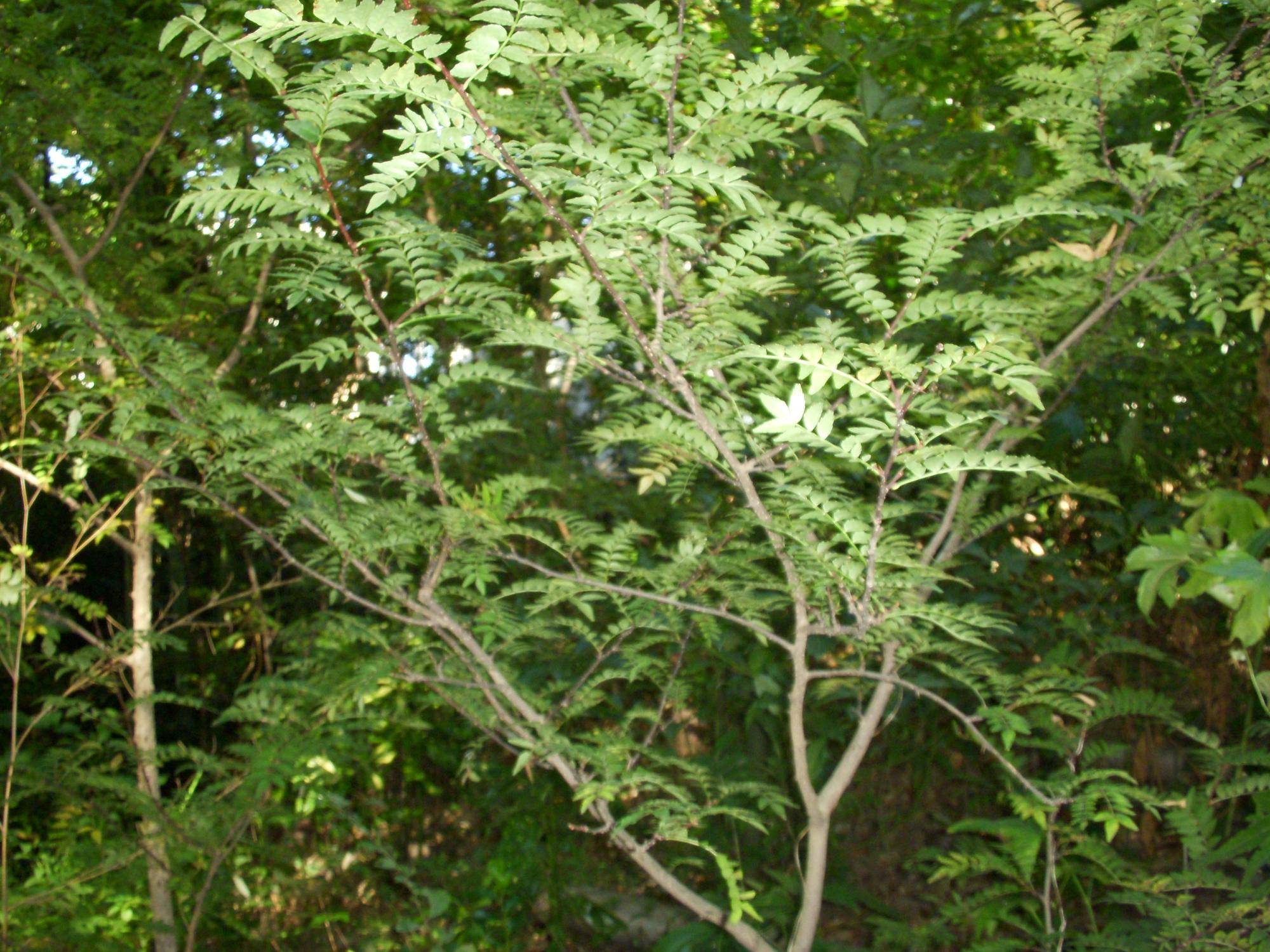 山椒の木 サンショウ（山椒）|二次元コード花木図鑑|馬場花木園公式サイト