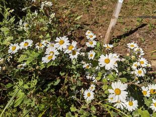 リュウノウギクが咲いています