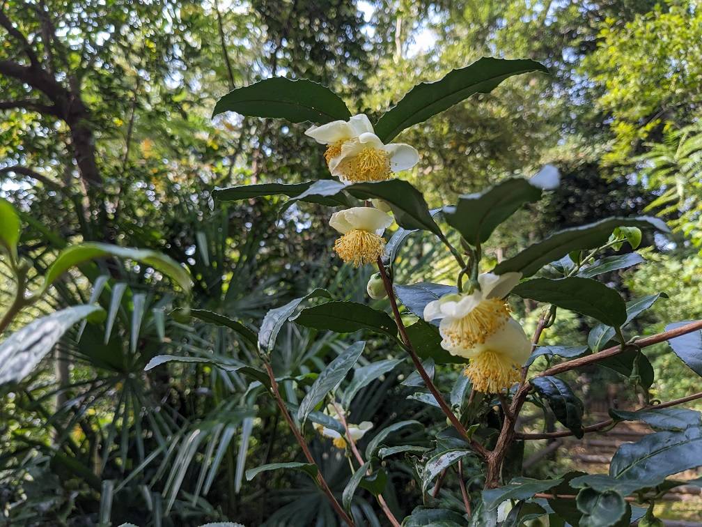 チャノキの花が咲いていますの写真