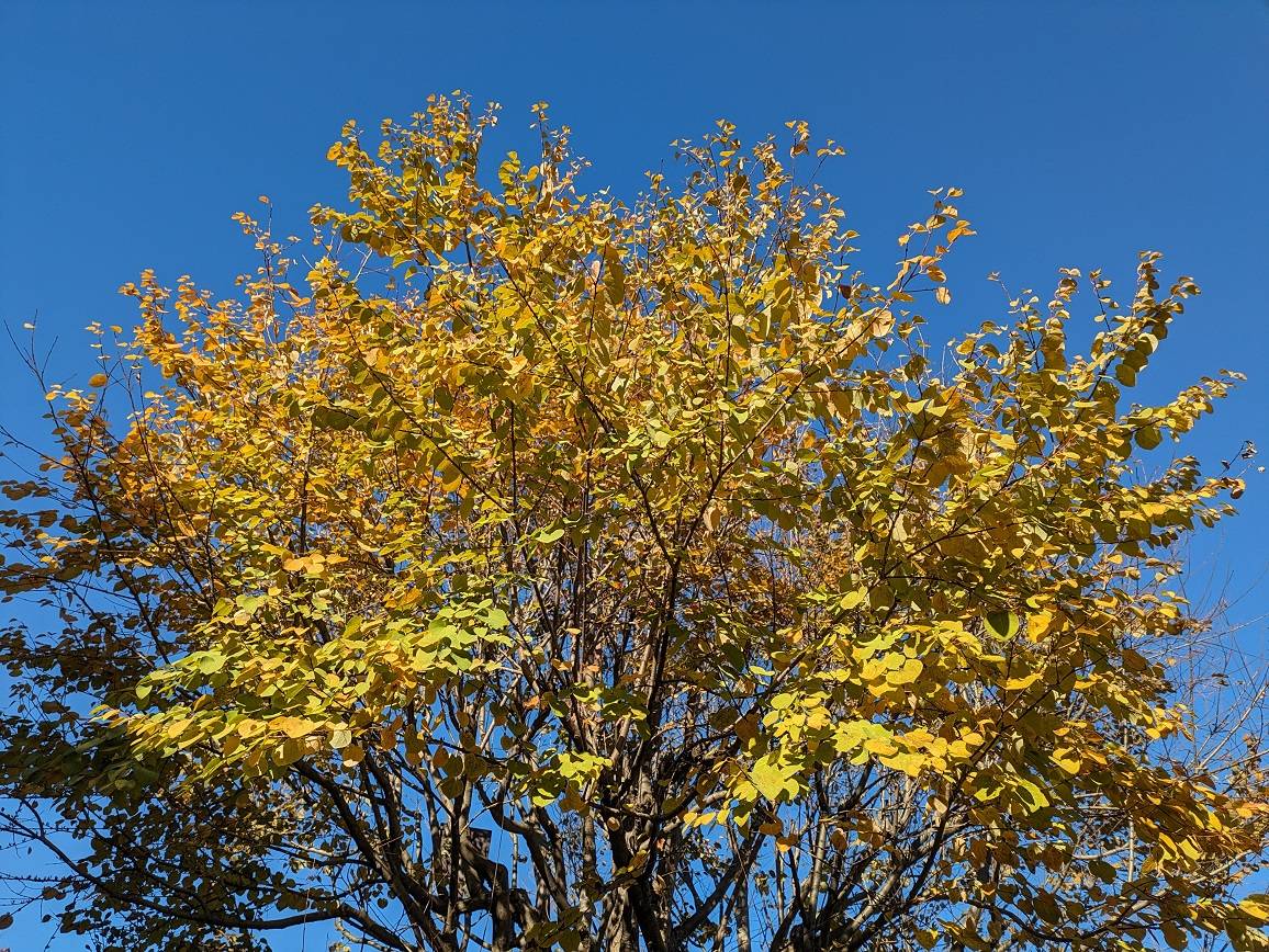 黄葉がきれいですの写真