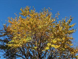 黄葉がきれいです