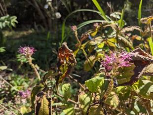 ミカエリソウが咲いています