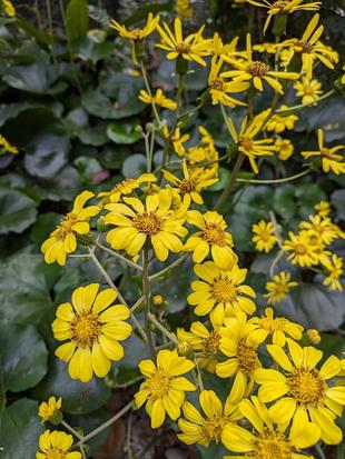 ツワブキの花が咲いています