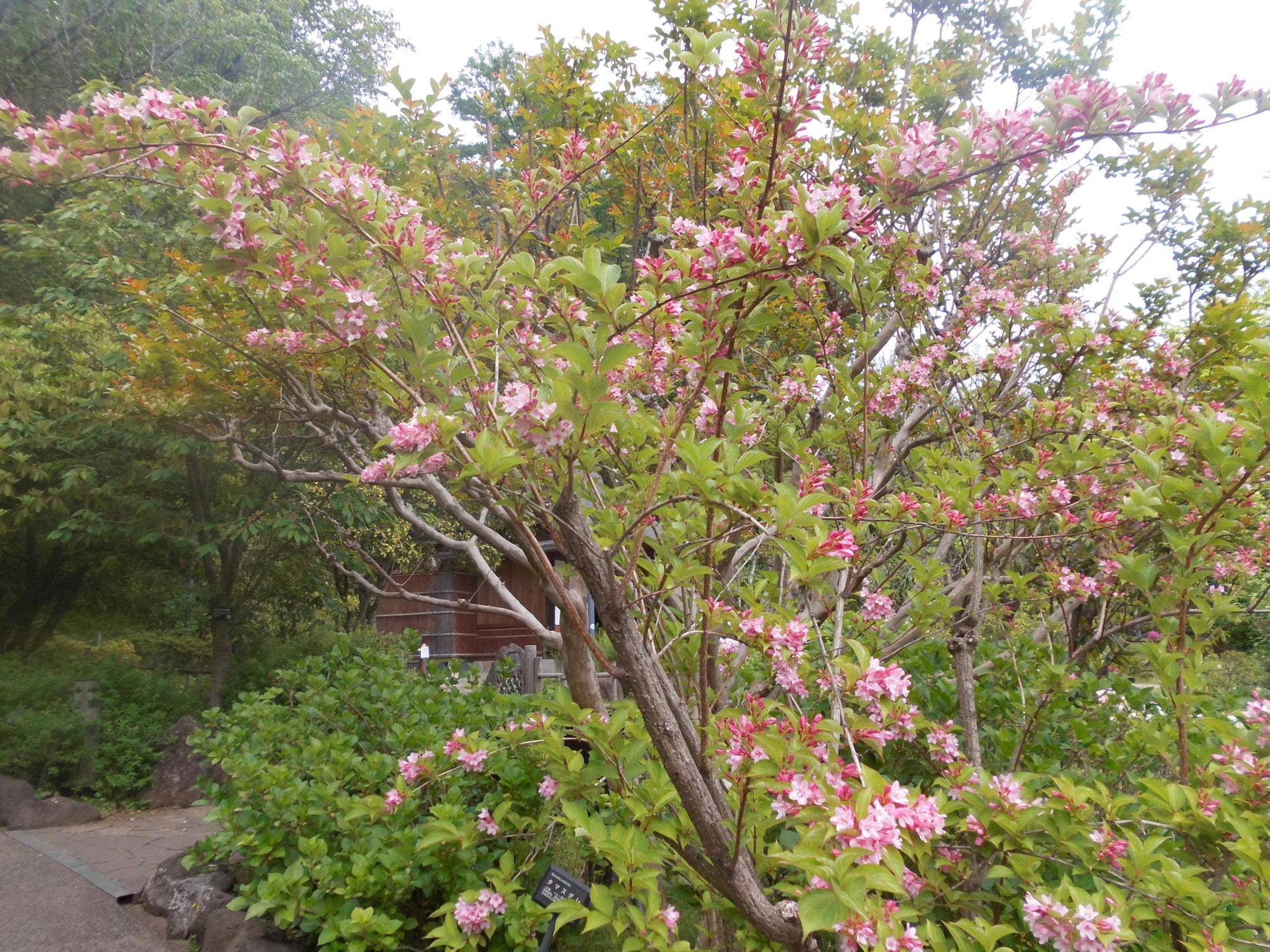 タニウツギ(谷空木)の写真