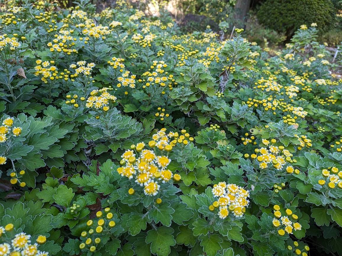 ハナイソギクが咲いていますの写真